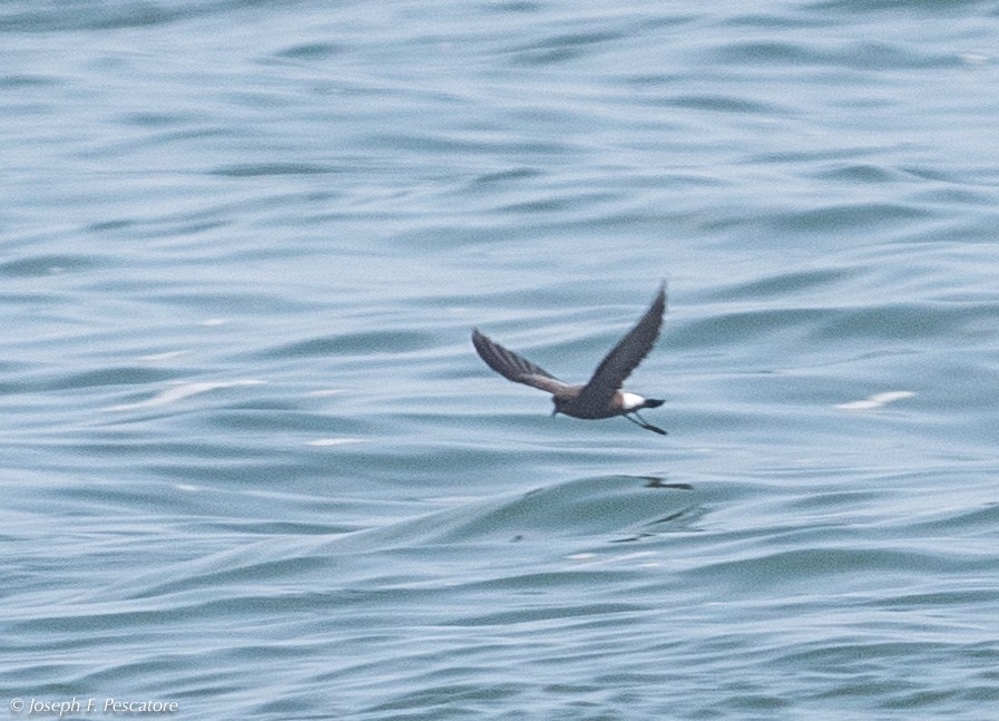 Wilson's Storm-Petrel - Joseph Pescatore