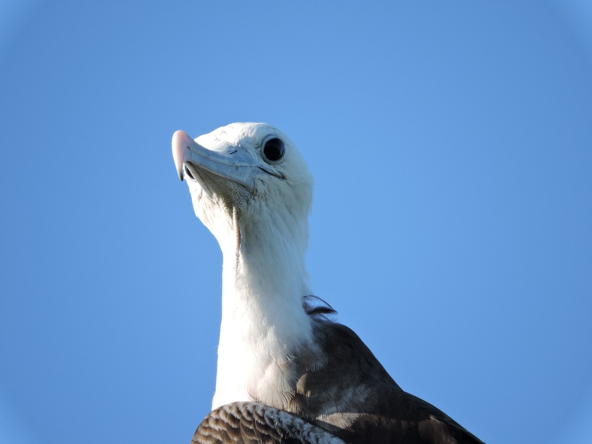 Magnificent Frigatebird - Lee Jones