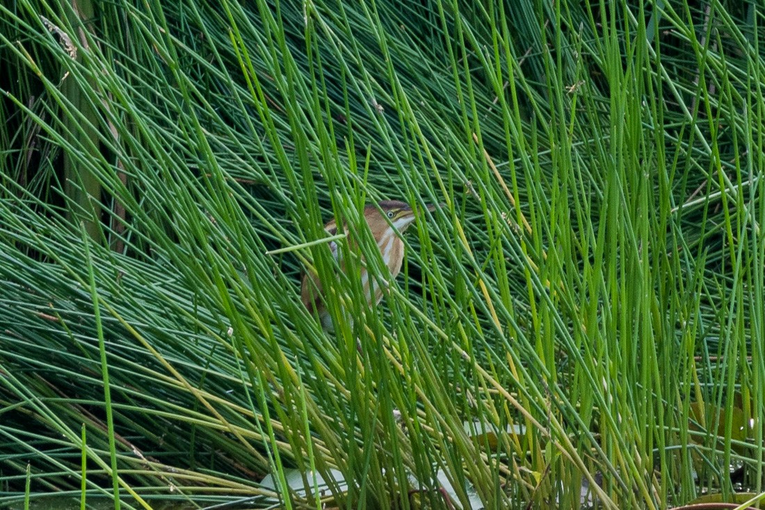 Least Bittern - ML109150871