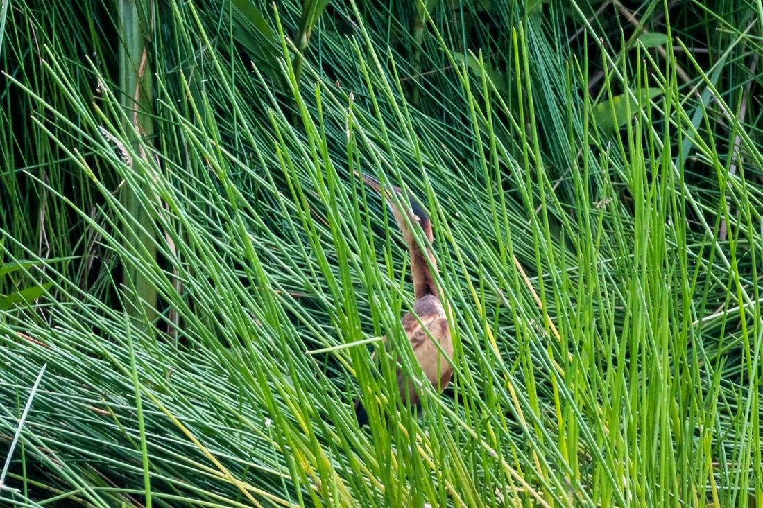 Least Bittern - ML109150881