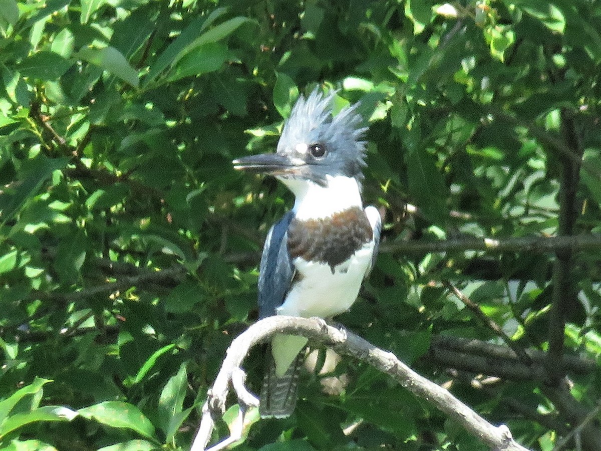 Belted Kingfisher - Gilbert Côté