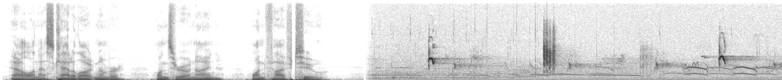 Oriole à dos rayé (groupe pustulatus) - ML109152