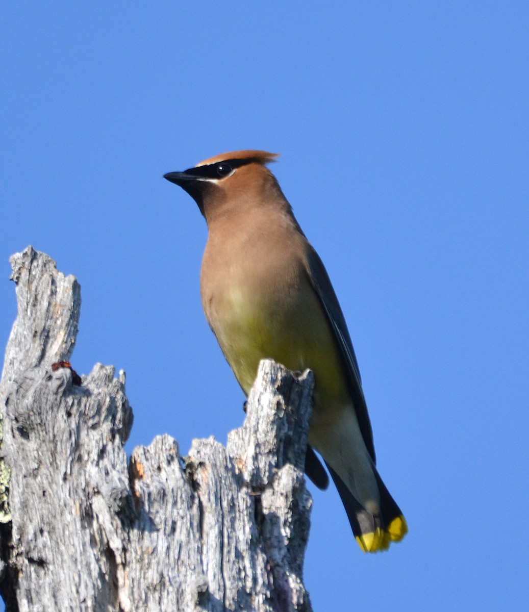 Cedar Waxwing - ML109152621