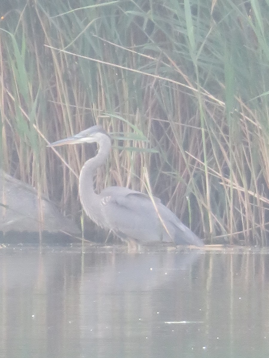 Great Blue Heron - Katarzyna Kabacinska