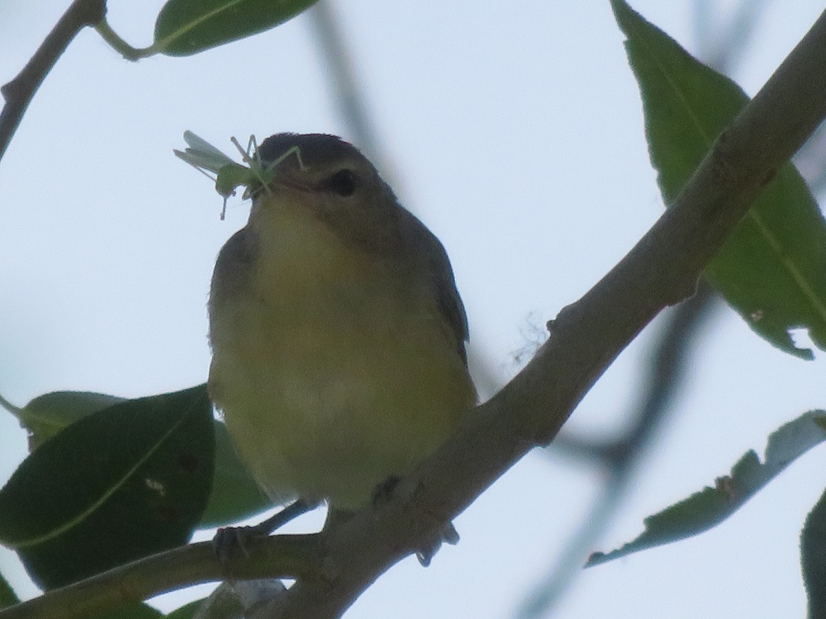 Warbling Vireo - ML109153951