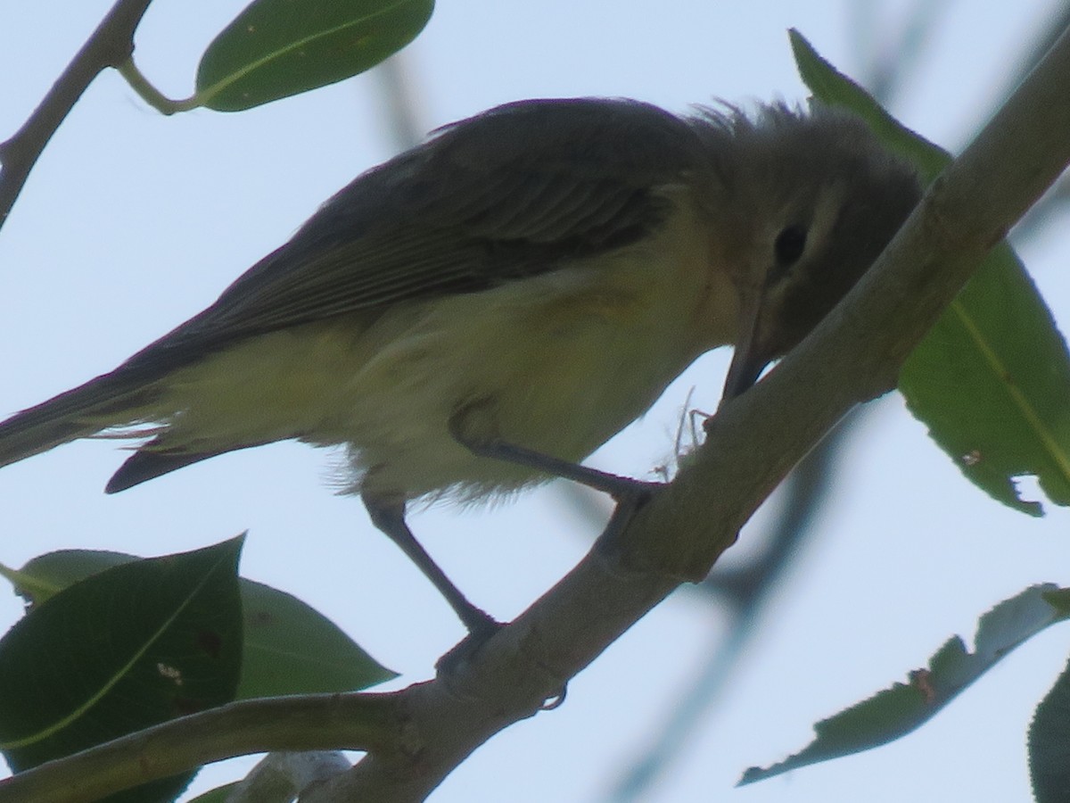 Warbling Vireo - ML109153971