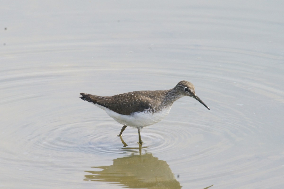 eremittsnipe - ML109154171