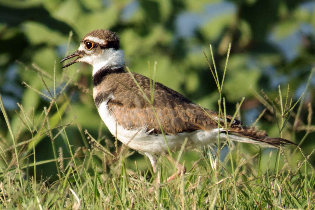 Killdeer - Esther M Key