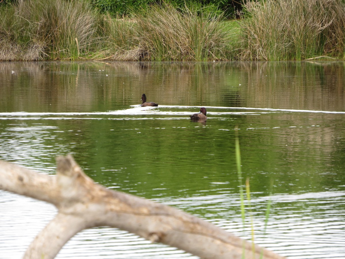 Southern Pochard - ML109155211