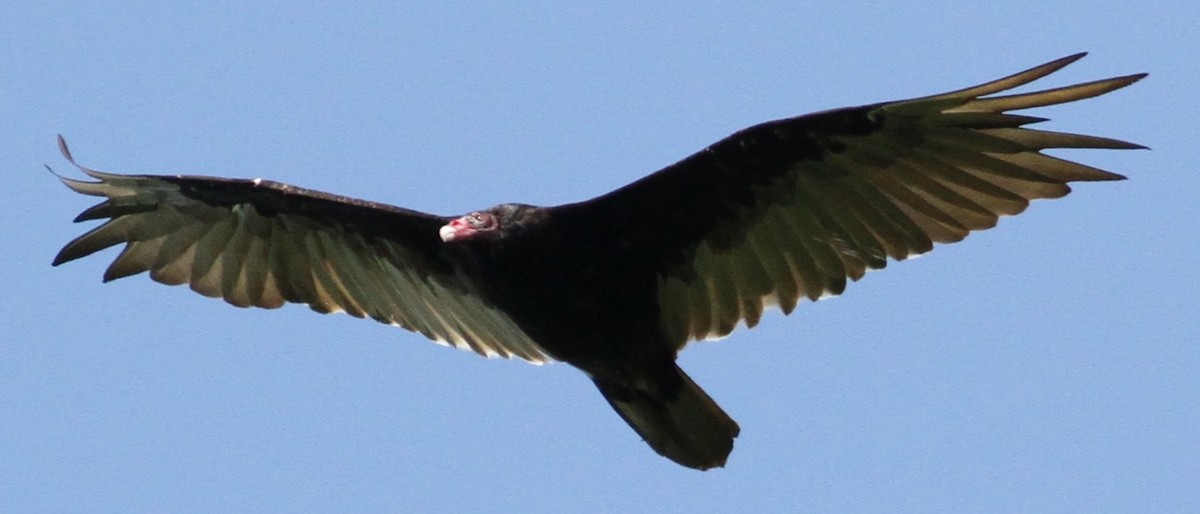 Turkey Vulture - ML109155471