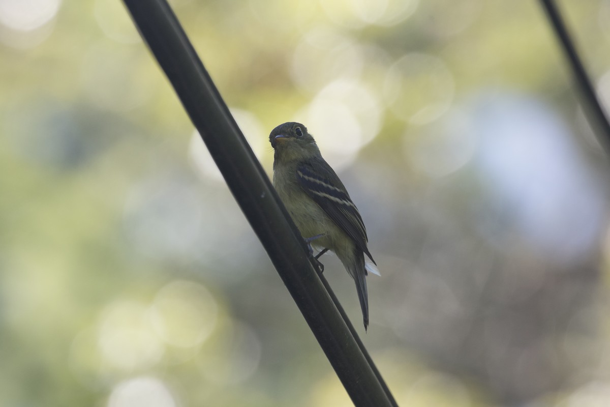 Yellow-bellied Flycatcher - ML109155911