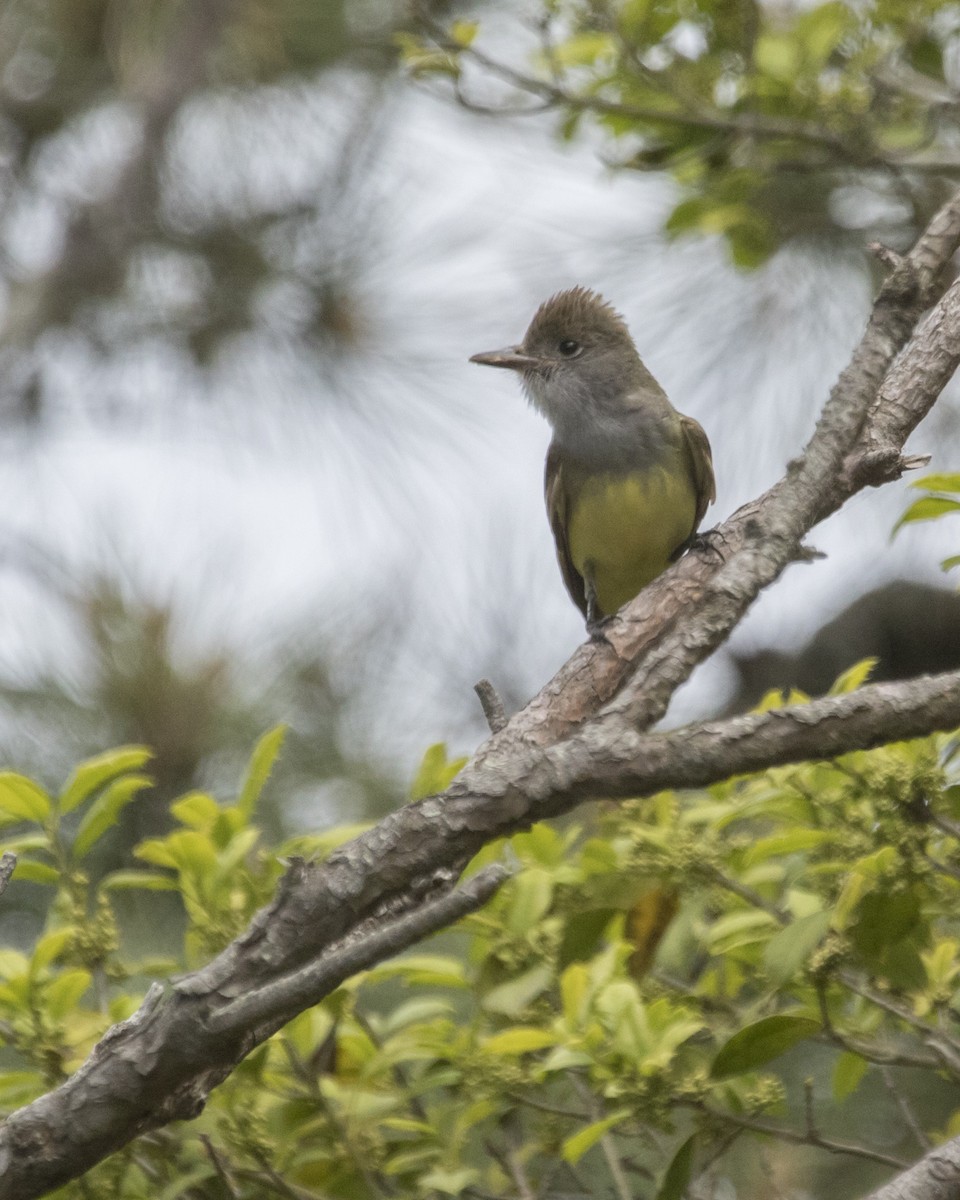 Great Crested Flycatcher - ML109157781