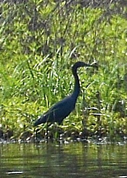 Little Blue Heron - ML109159571