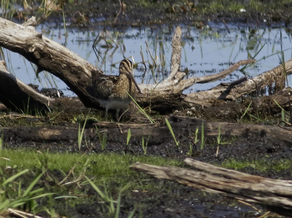 Wilson's Snipe - ML109160421