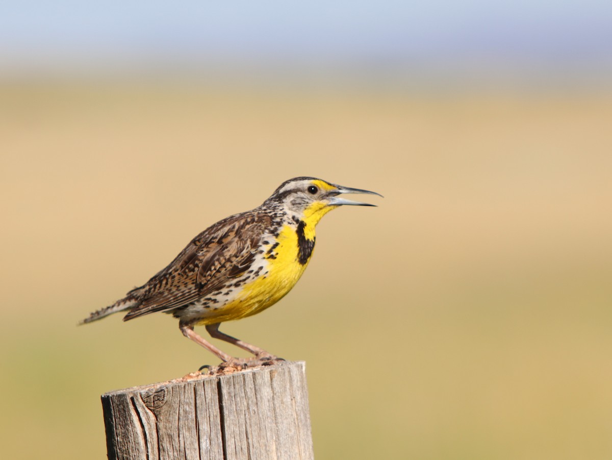 Western Meadowlark - ML109160631