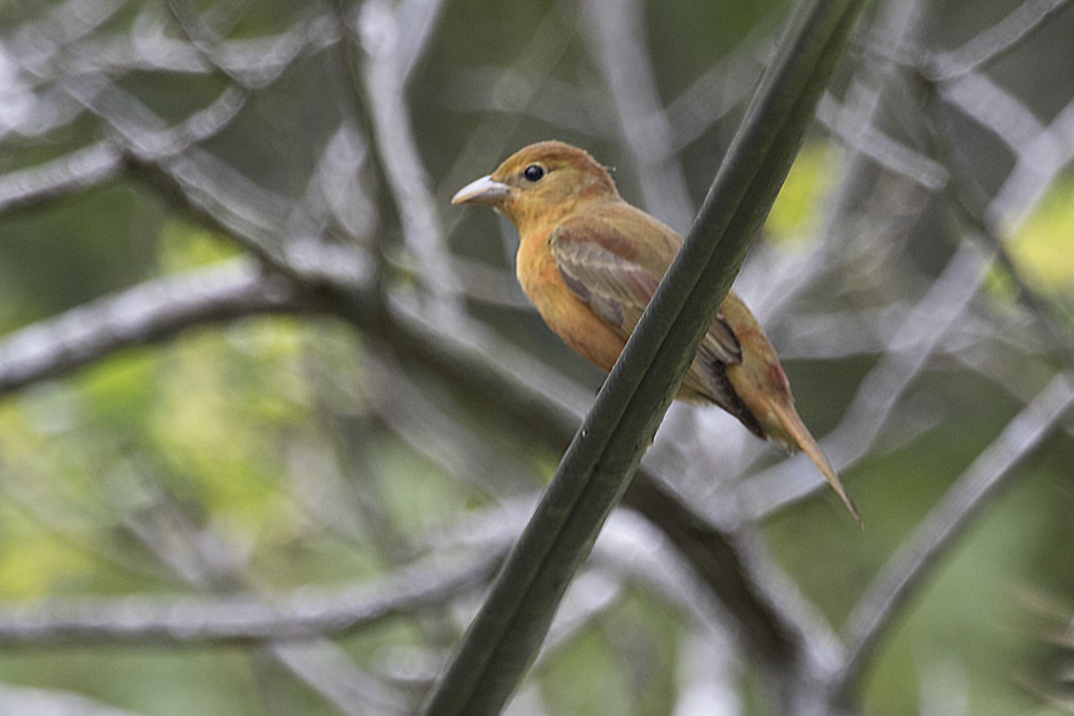 Summer Tanager - ML109160661