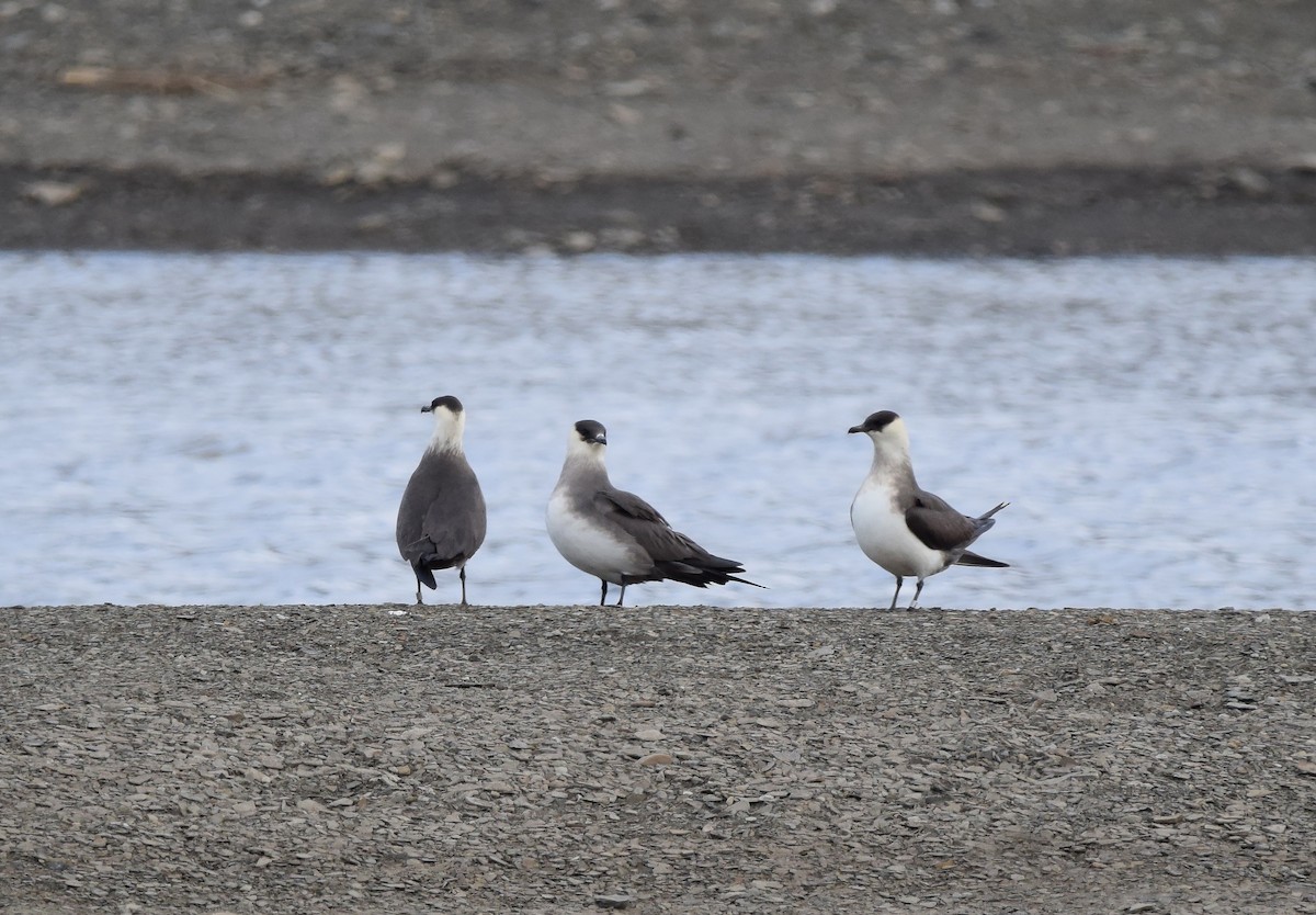 Parasitic Jaeger - A Emmerson