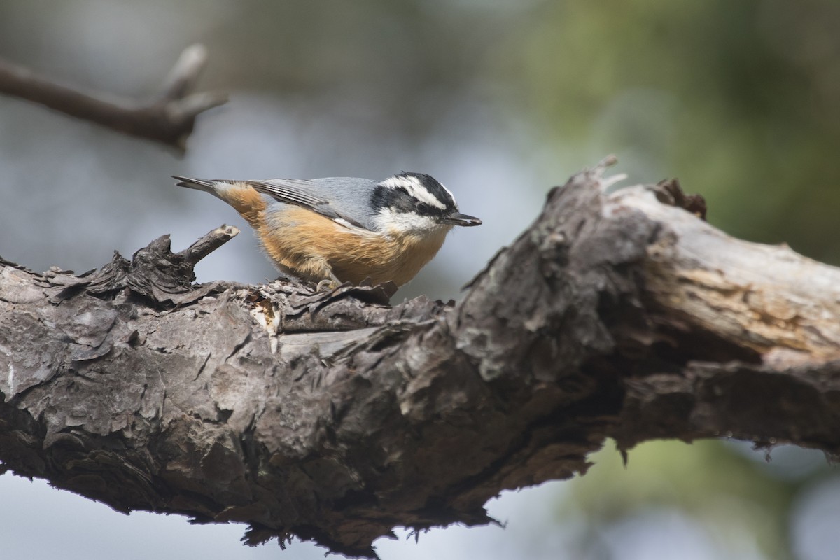 Red-breasted Nuthatch - ML109162381