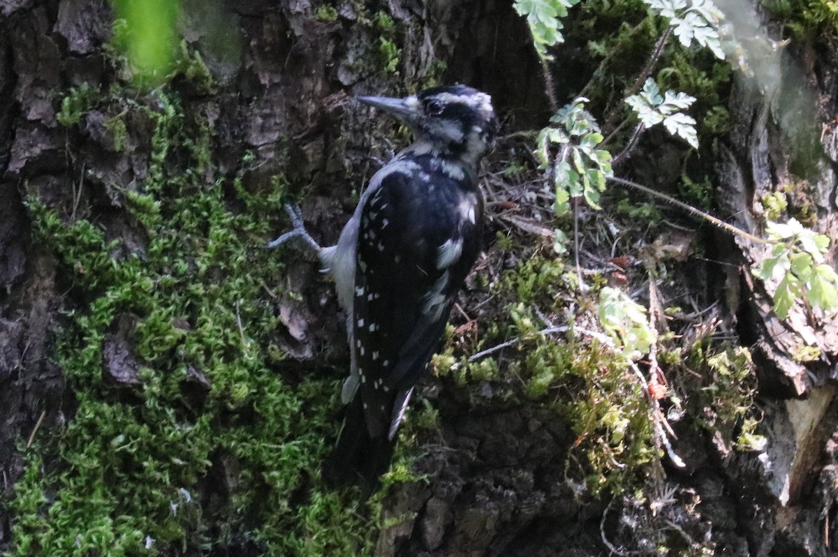 Hairy Woodpecker - ML109162441