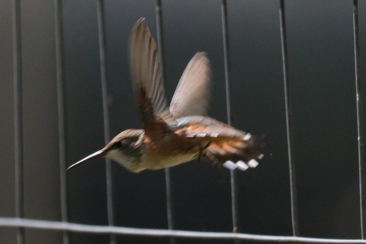 Rufous Hummingbird - ML109162521