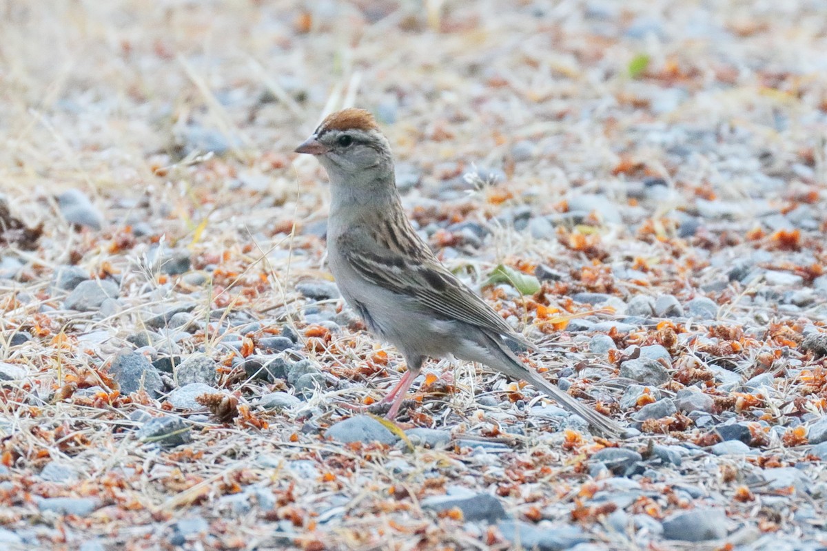 Chipping Sparrow - ML109163071