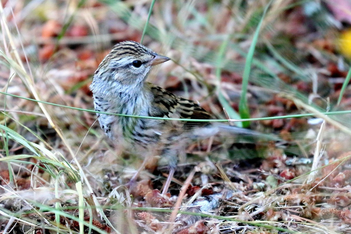 Chipping Sparrow - ML109163101