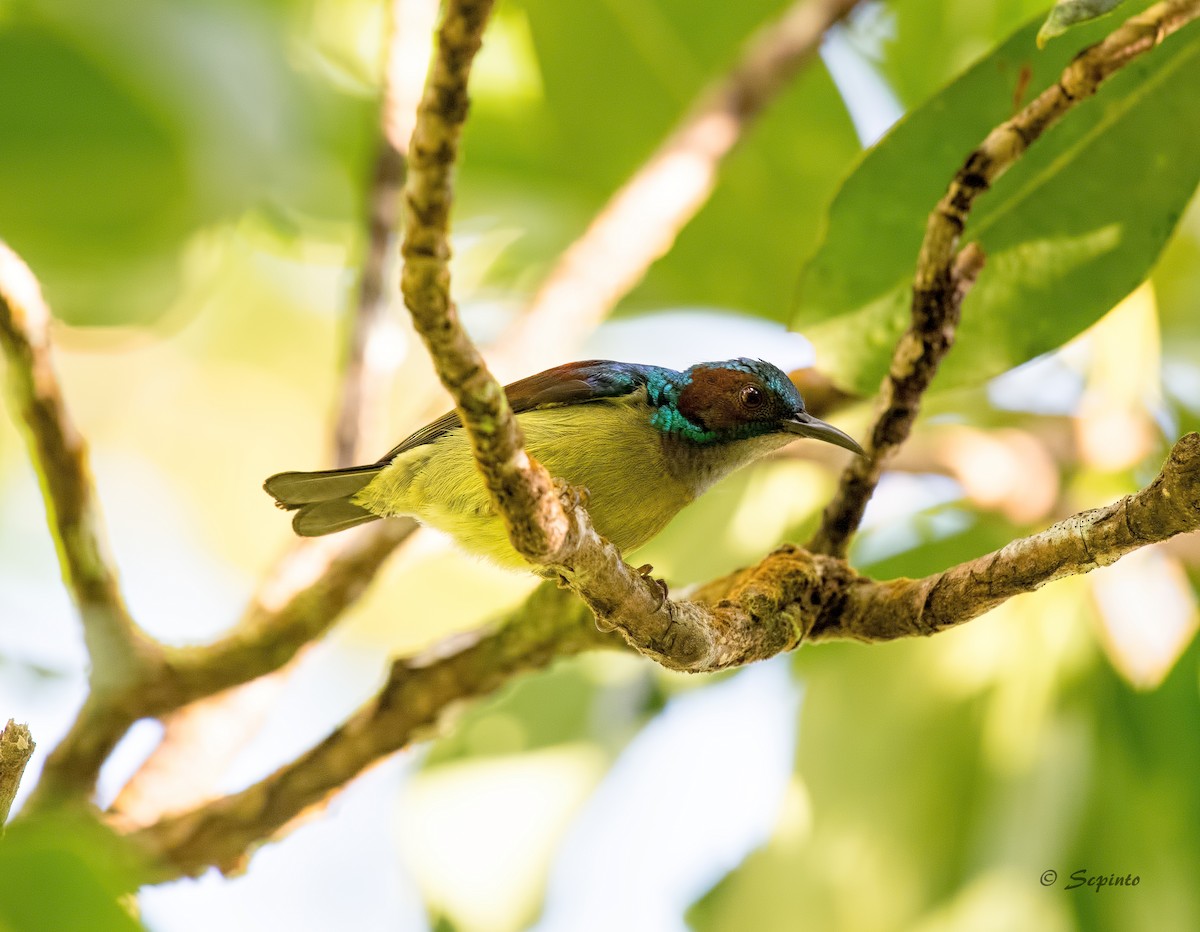 Gray-throated Sunbird - ML109163681