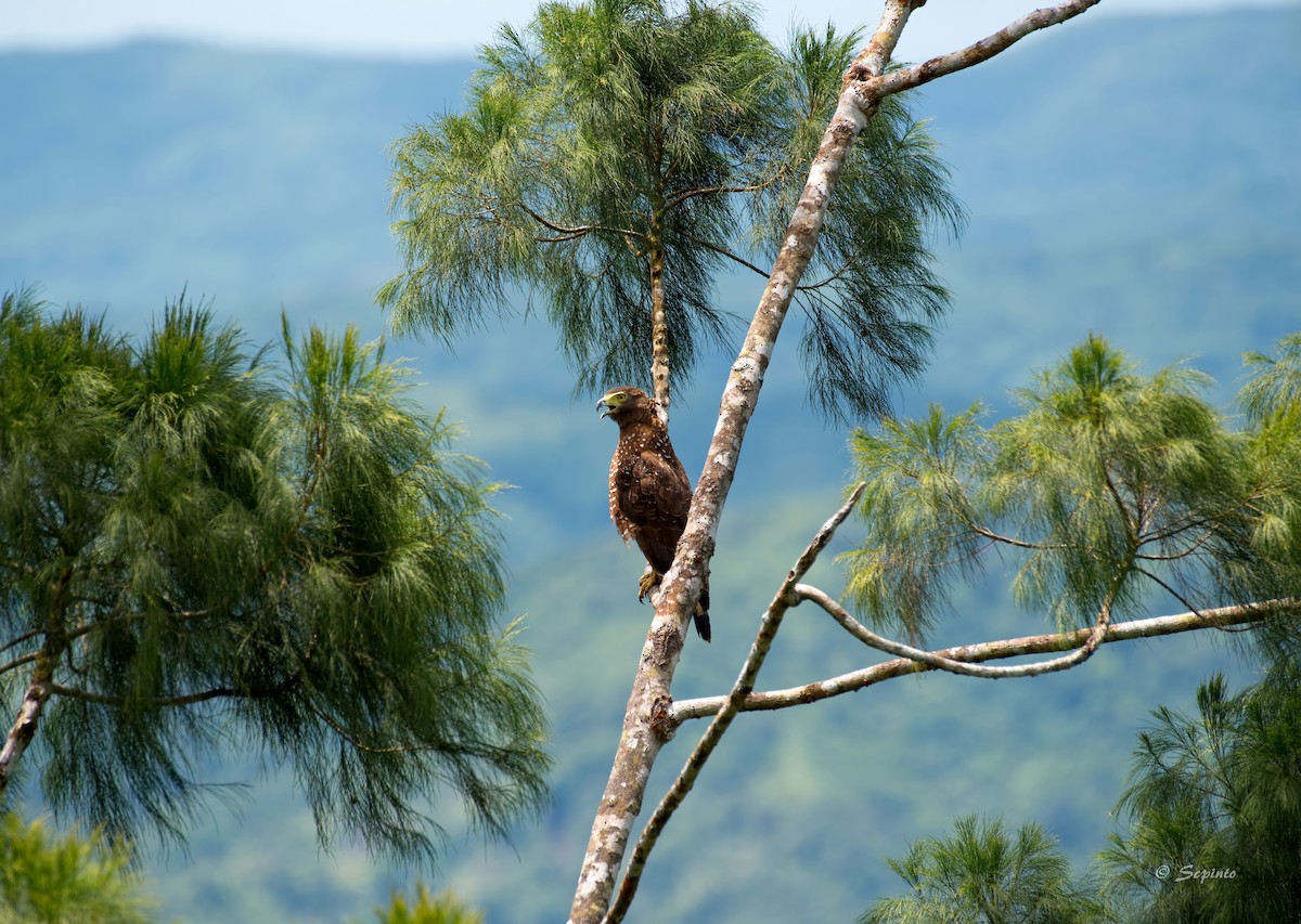 Philippine Serpent-Eagle - ML109164021