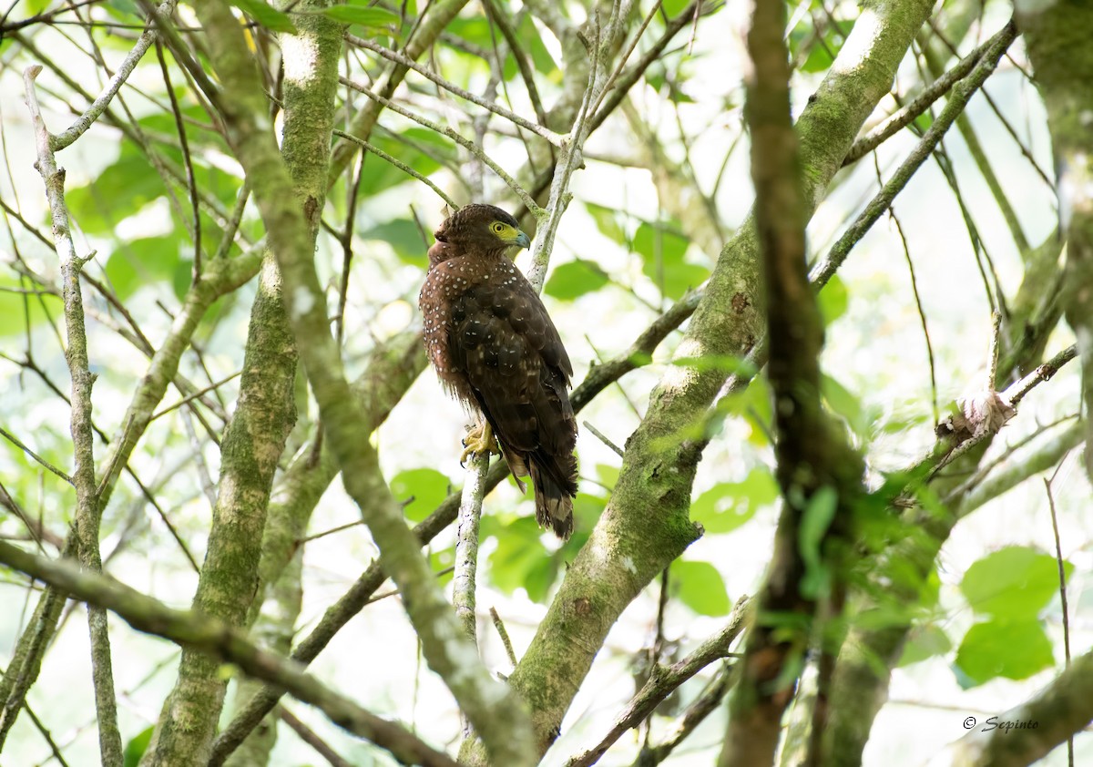 Philippine Serpent-Eagle - ML109164031