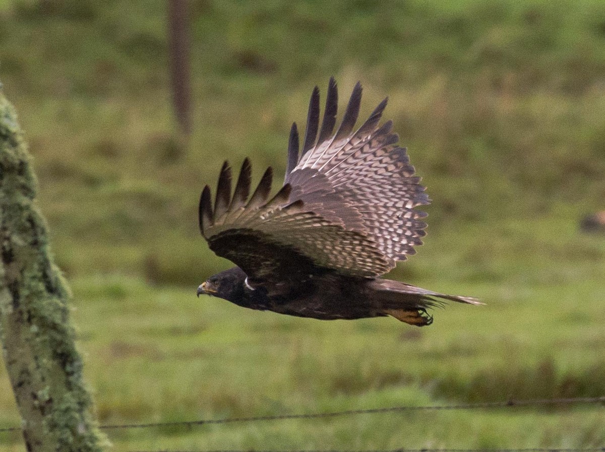 Augur Buzzard (Augur) - ML109165651