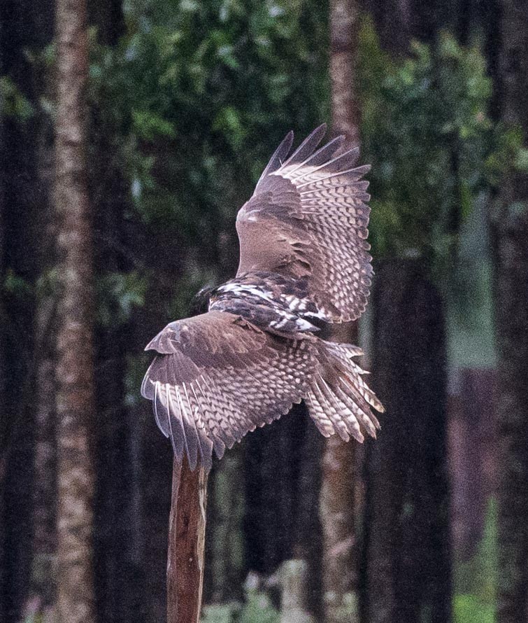 Augur Buzzard (Augur) - ML109165671