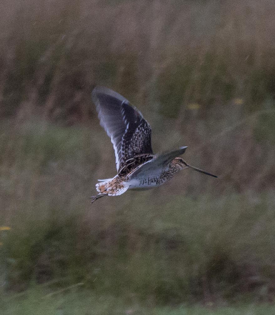 African Snipe - Simon Carter