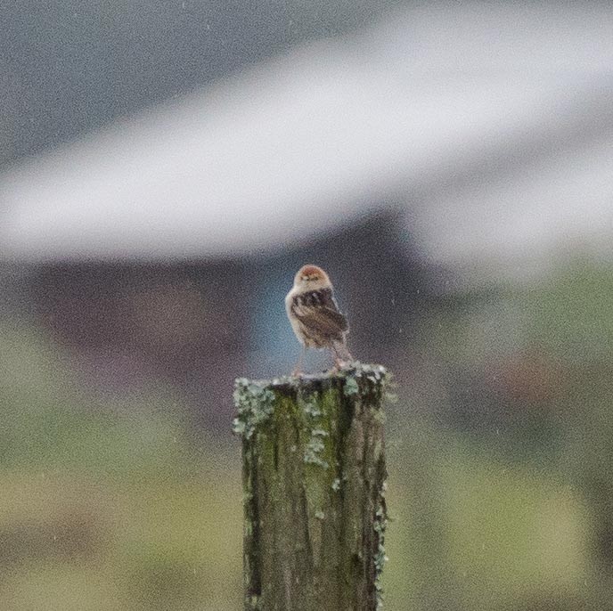 Levaillant's Cisticola - ML109166161