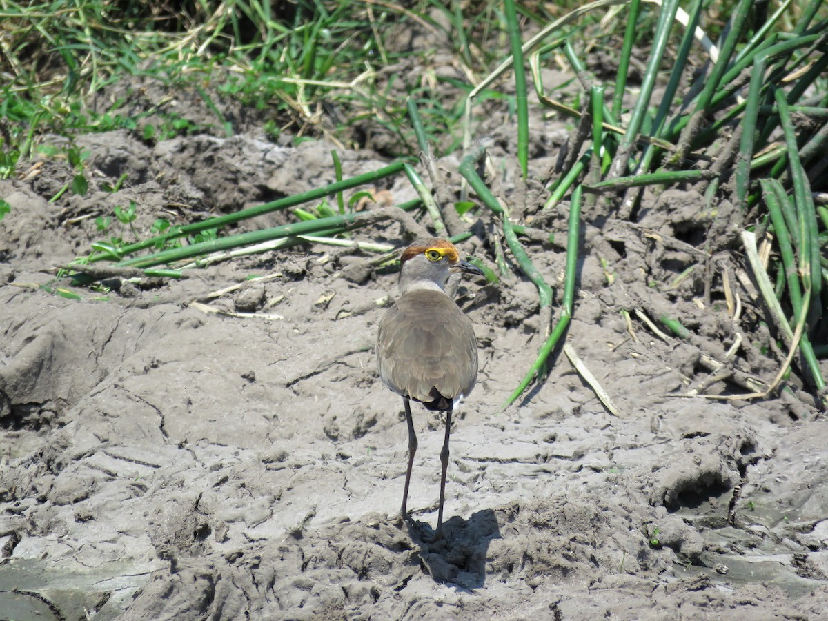 Brown-chested Lapwing - ML109167191