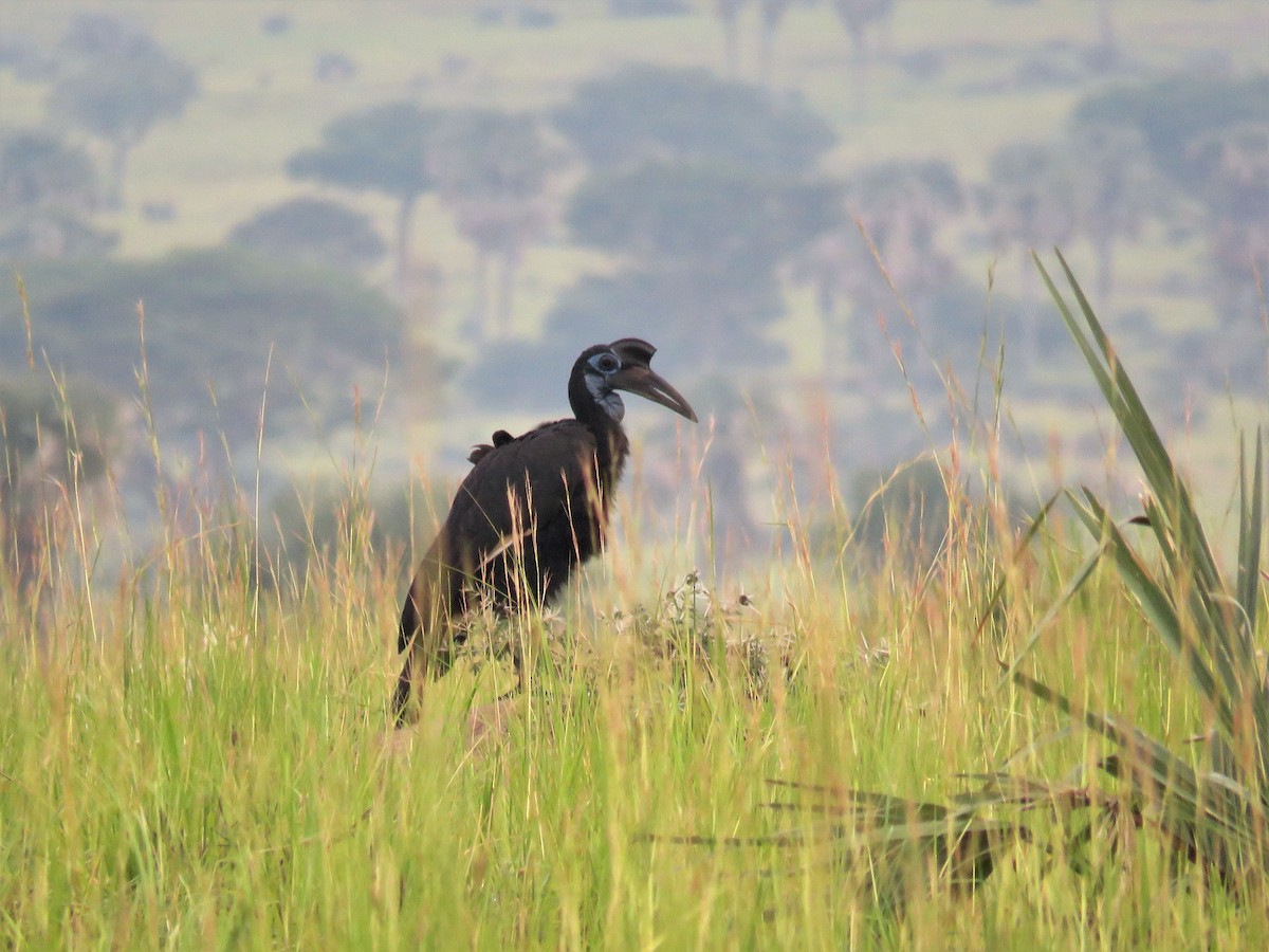 Abyssinian Ground-Hornbill - ML109167451