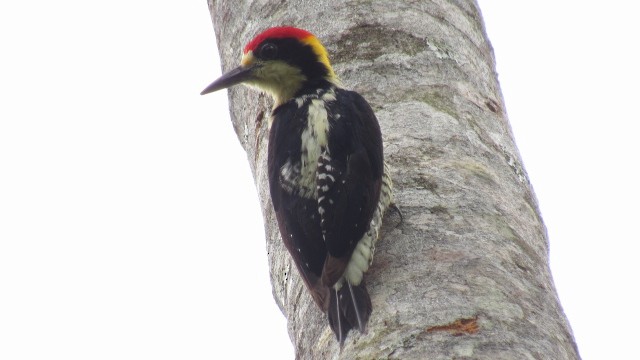 Beautiful Woodpecker - ML109169011