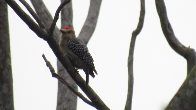 Red-crowned Woodpecker - ML109169041