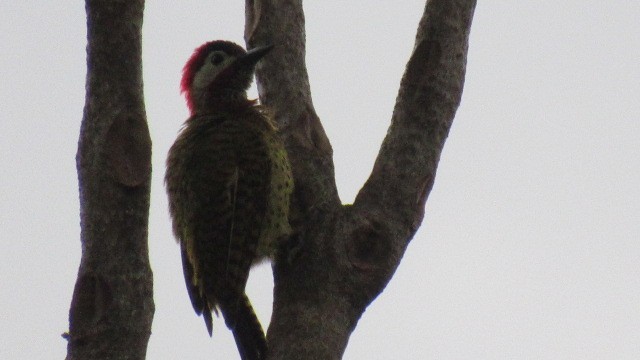 Spot-breasted Woodpecker - ML109169121