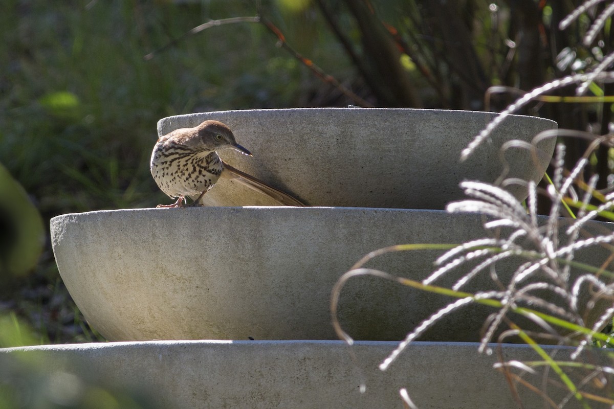 Brown Thrasher - ML109169221