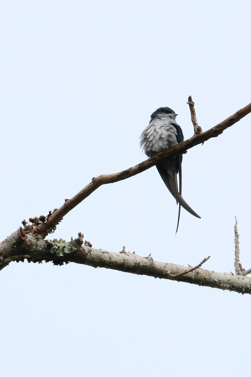 Gray-rumped Treeswift - Julien Lamouroux