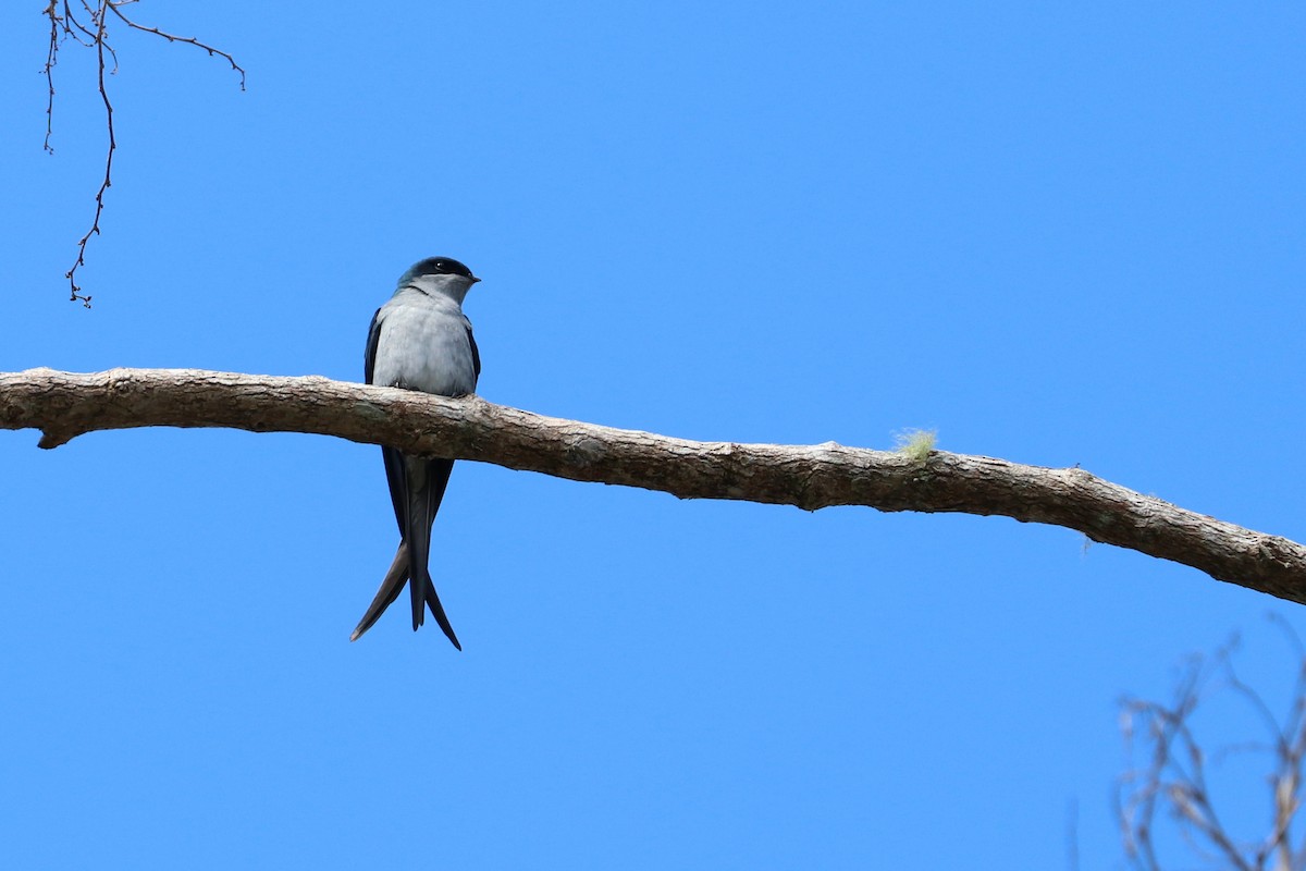 Gray-rumped Treeswift - ML109169271