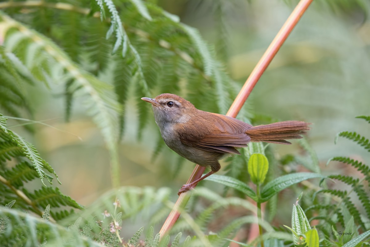 Philippine Bush Warbler - Shailesh Pinto