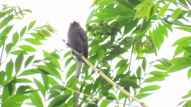 Long-tailed Tyrant - ML109169791