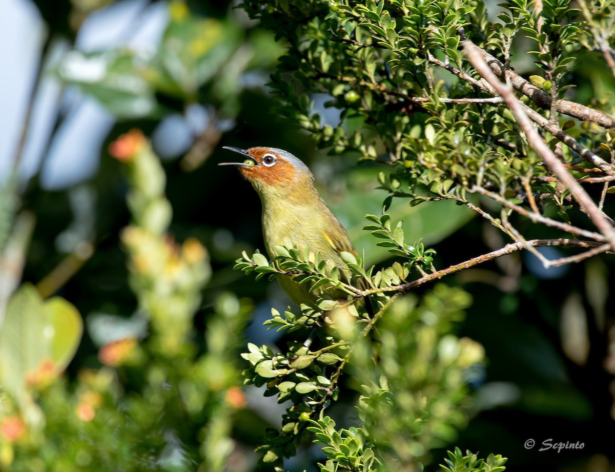 Chestnut-faced Babbler - Shailesh Pinto