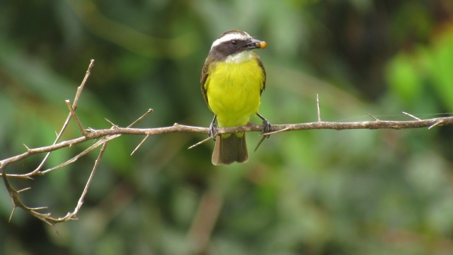 アカボウシヒタキモドキ - ML109169881