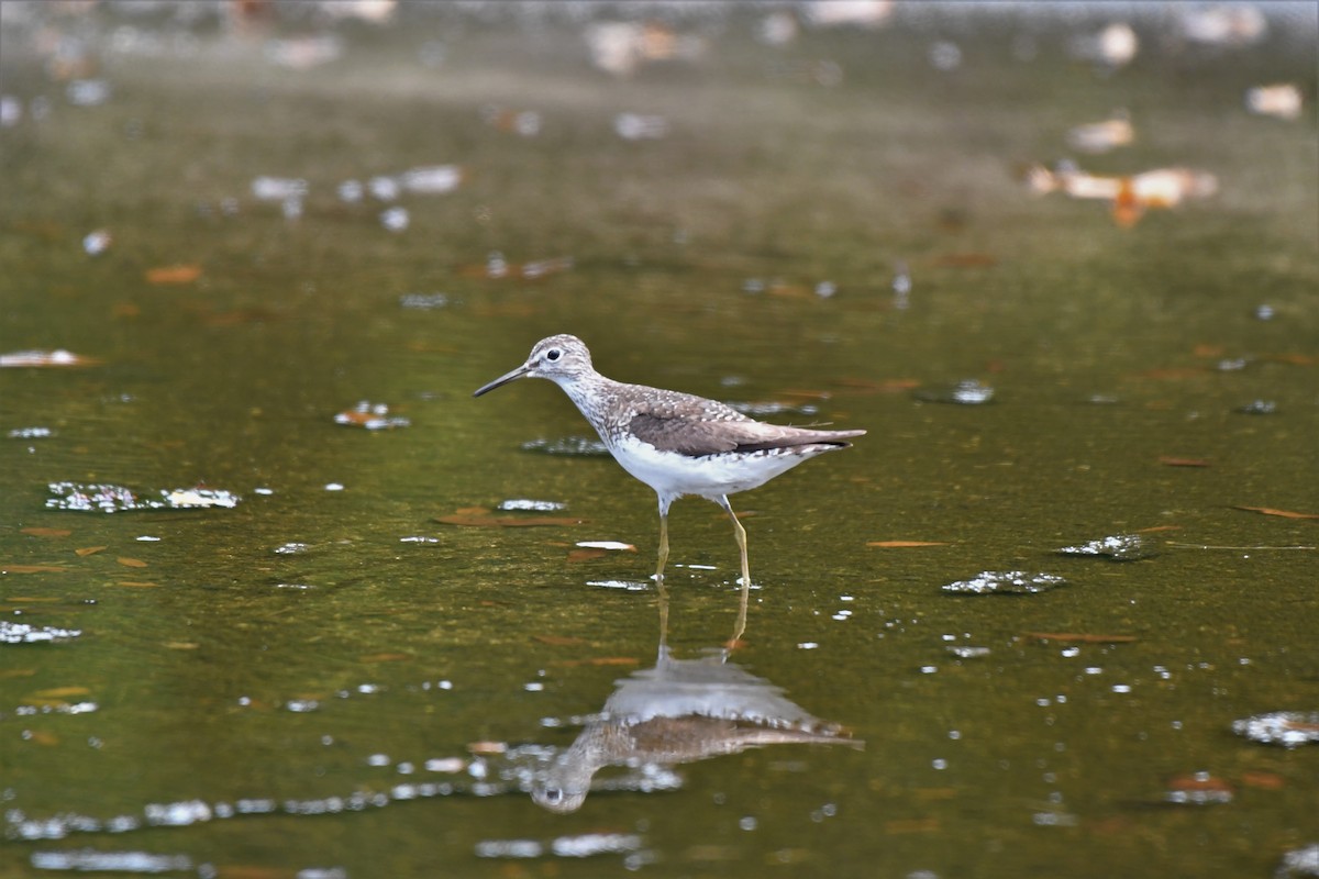 Solitary Sandpiper - ML109170901