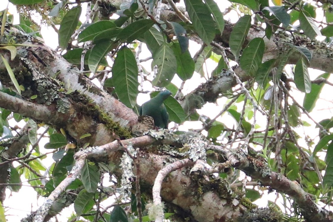 Black-naped Fruit-Dove - ML109171061