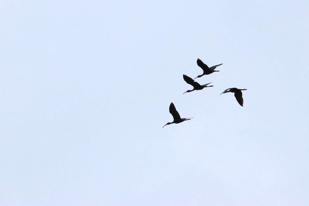 ibis hnědý - ML109171131