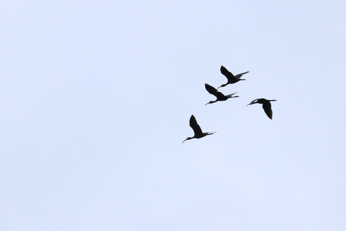 Glossy Ibis - ML109171131