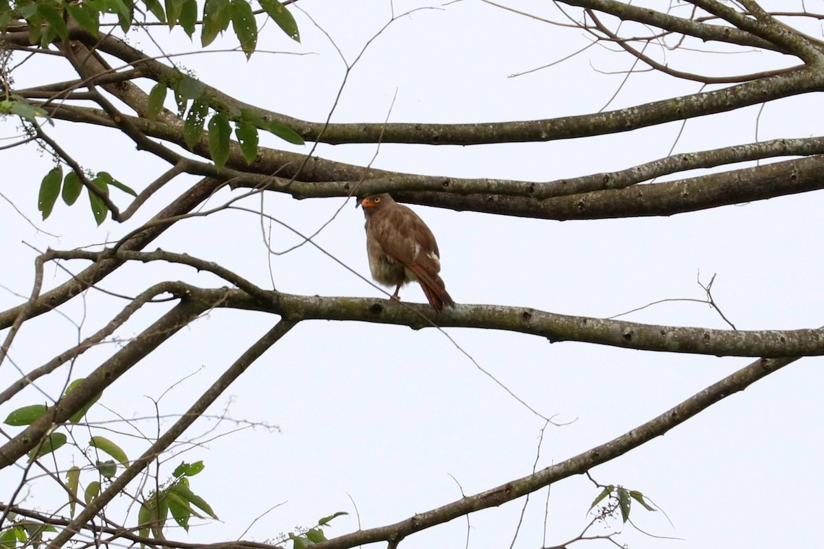 Rufous-winged Buzzard - ML109171621